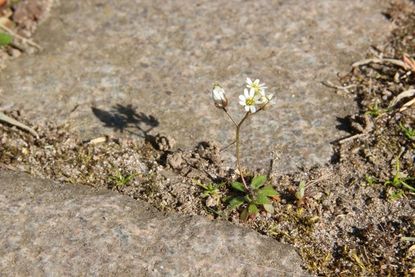 Hungerblümchen (Draba) in einer Pflasterritze.