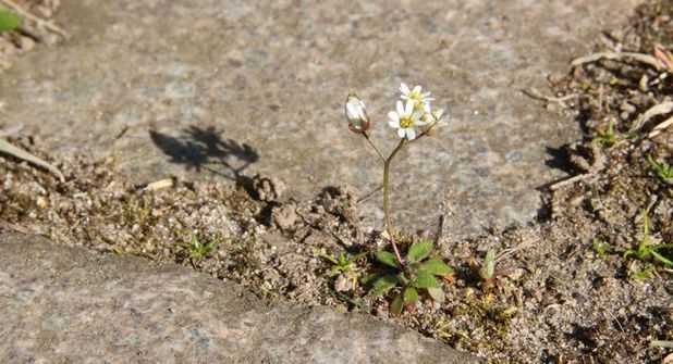 Hungerblümchen (Draba) in einer Pflasterritze.