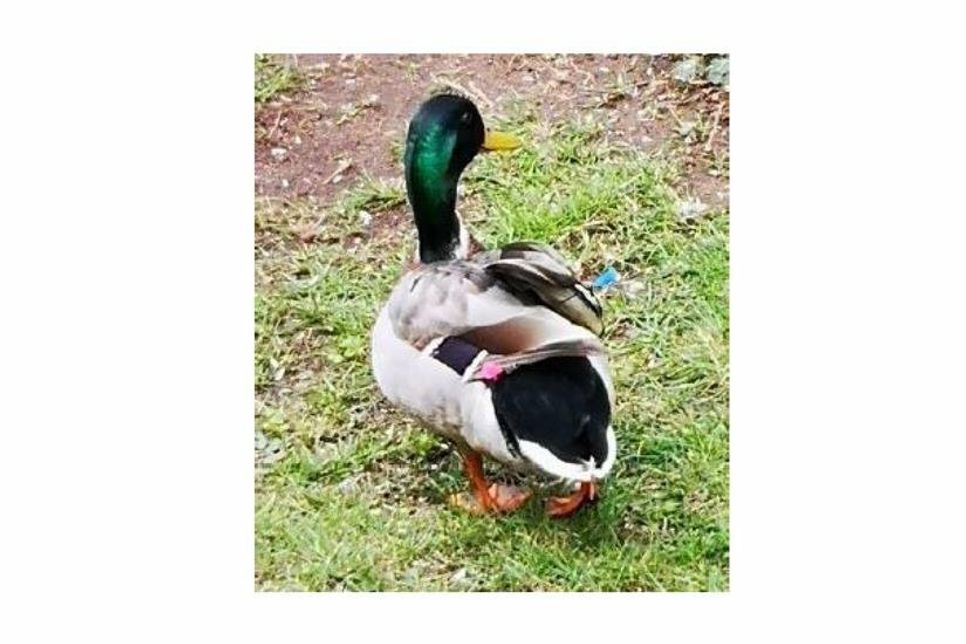 Betroffener Erpel mit zwei mutmaßlichen Blaspfeilen im Körper. (Foto: Polizeidirektion Lübeck)