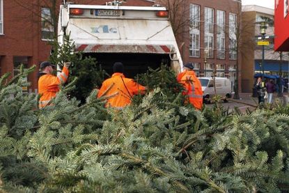 Unter zvo.com/weihnachtsbaumsammlung sind die Termine zur kostenfreien ZVO-Weihnachtsbaumabholung in Ostholstein zu finden.