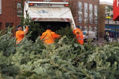 Unter zvo.com/weihnachtsbaumsammlung sind die Termine zur kostenfreien ZVO-Weihnachtsbaumabholung in Ostholstein zu finden.
