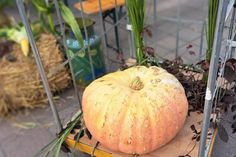 24,7 Kilo wog der Kürbis, dessen Gewicht am vergangenen Freitag auf dem Wochenmarkt geschätzt werden sollte.