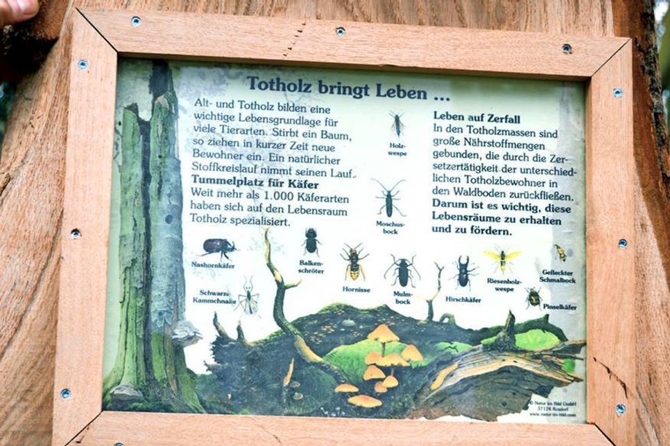 Leicht verständlich weisen die neuen Informationsschilder auf die Bedeutung von Totholz hin. (Foto: Setje-Eilers)
