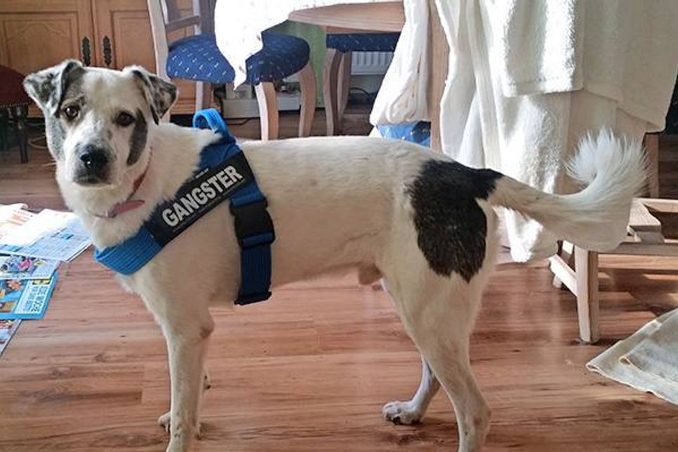 Das ist Sam – am Dienstag ist er von zuhause ausgebüxt und versucht so, seit mehr als einer Woche wieder nach Hause zu kommen. Wer ihn sieht, versucht bitte nicht, ihn anzusprechen oder einzufangen, sondern ruft einfach sein Frauchen Sabine Röpke an.