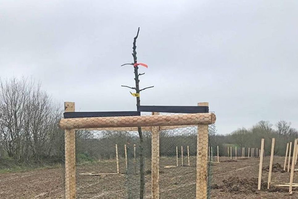 Die jungen Obstbäume wurden fachmännisch mit Draht umspannt, um sie vor Fressfeinden zu schützen.