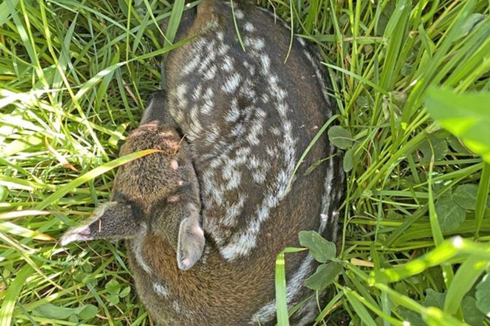 …die im Gras versteckten Kitze zu finden.