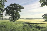Das Feld im sommerlichen Morgenlicht fotografierte Martin Krüger.