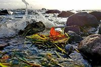 November-Strand-Detail, fotografisch festgehalten von Britta Hillewerth.