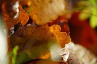 Ein kleiner Ausschnitt erinnert uns an einen großartigen bunten Herbst. Foto: Ellen Griebel.