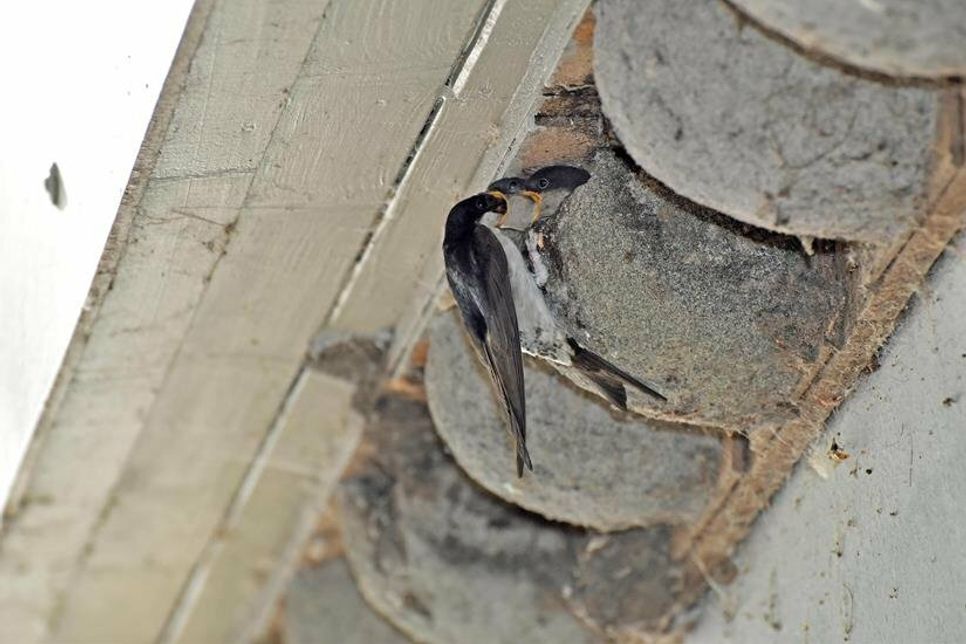 Im April kehren die ersten Mehlschwalben zurück und suchen Nistmöglichkeiten - am liebsten in einer Kolonie mit zahlreichen Artgenossen.