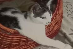 Der entlaufene Kater.