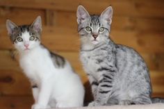Olaf und Erik sind unzertrennlich und werden daher nur gemeinsam vermittelt.