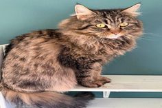 Smilla, die sibirische Waldkatze, und ihre vier Jungs suchen ihr Glück.