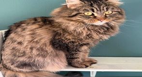 Smilla, die sibirische Waldkatze, und ihre vier Jungs suchen ihr Glück.