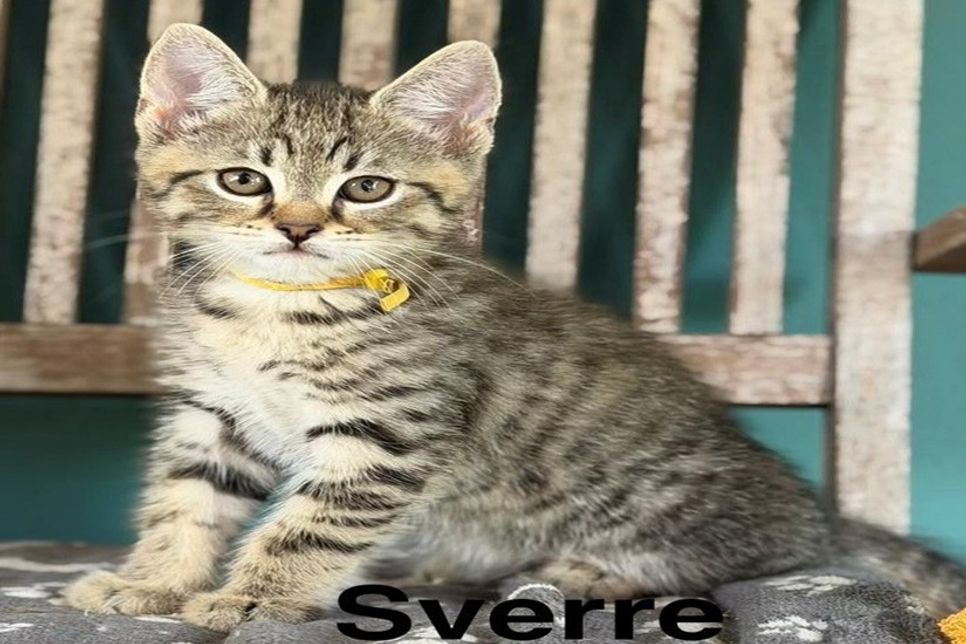 Sverre.