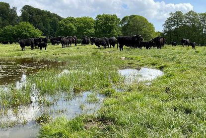 Die Welsh Black Rinder stehen auf Weiden in Gömnitz und Grube.