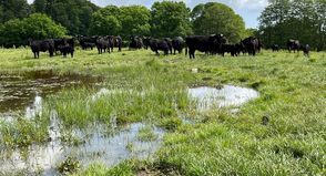 Die Welsh Black Rinder stehen auf Weiden in Gömnitz und Grube.