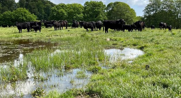Die Welsh Black Rinder stehen auf Weiden in Gömnitz und Grube.