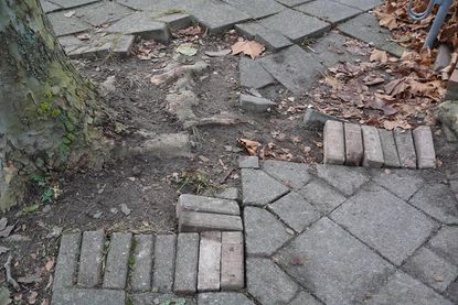 Schäden im Gehwegbereich durch Baumwurzeln.