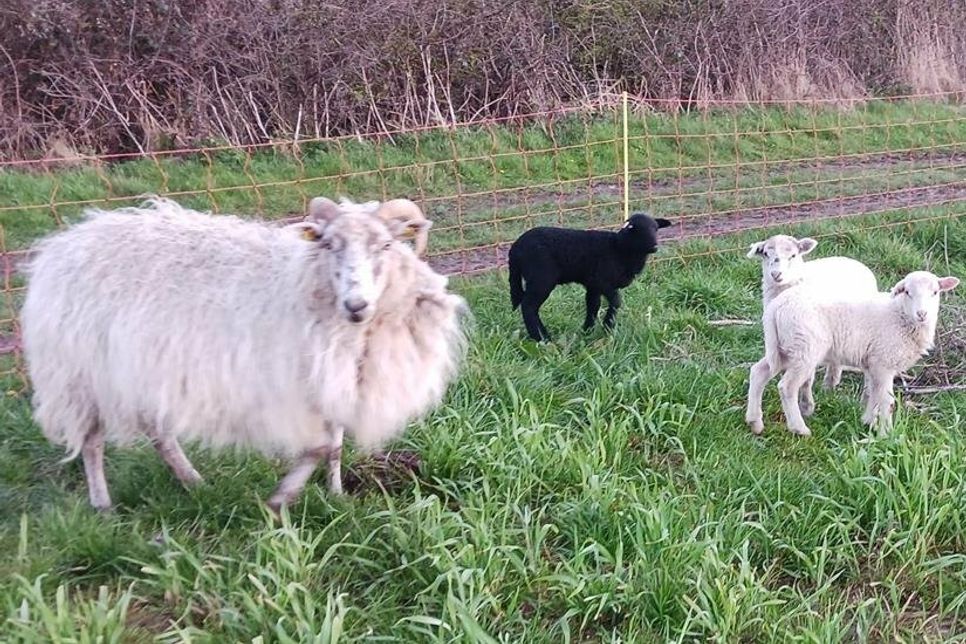 In Schwarz und Weiß präsentieren sich die gehörnten Heidschnucken von Maika Janzen. Am 21. Mai lässt sie einige ihrer 30 Muttertiere auf dem Rasen direkt vor dem Dorf- und Schulmuseum weiden.