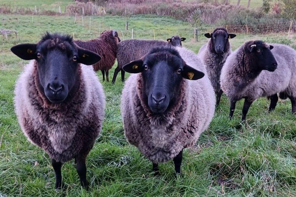 Zu den Gästen des 46. Internationalen Museumstages am 21. Mai gehören im Dorf- und Schulmuseum Schönwalde auch Schafe aus der Herde von Maika Janzen, wie etwa diese Pommernschafe.