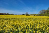 Frühlingsfarbenpracht: Das Leserfoto von Gerd Lauenstein fängt die leuchtende Rapsblüte in Cismar ein.