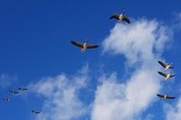 Von Birger Heel kommt diese Aufnahme vom Vogelzug über den Rosenfelder Strand.