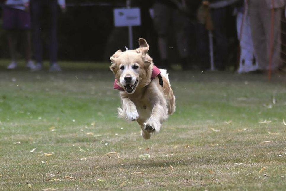 Wer von den Hunden macht das Rennen? Das erfahren die Besucher der Veranstaltung am kommenden Wochenende in Probsteierhagen.