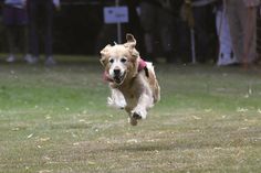 Wer von den Hunden macht das Rennen? Das erfahren die Besucher der Veranstaltung am kommenden Wochenende in Probsteierhagen.