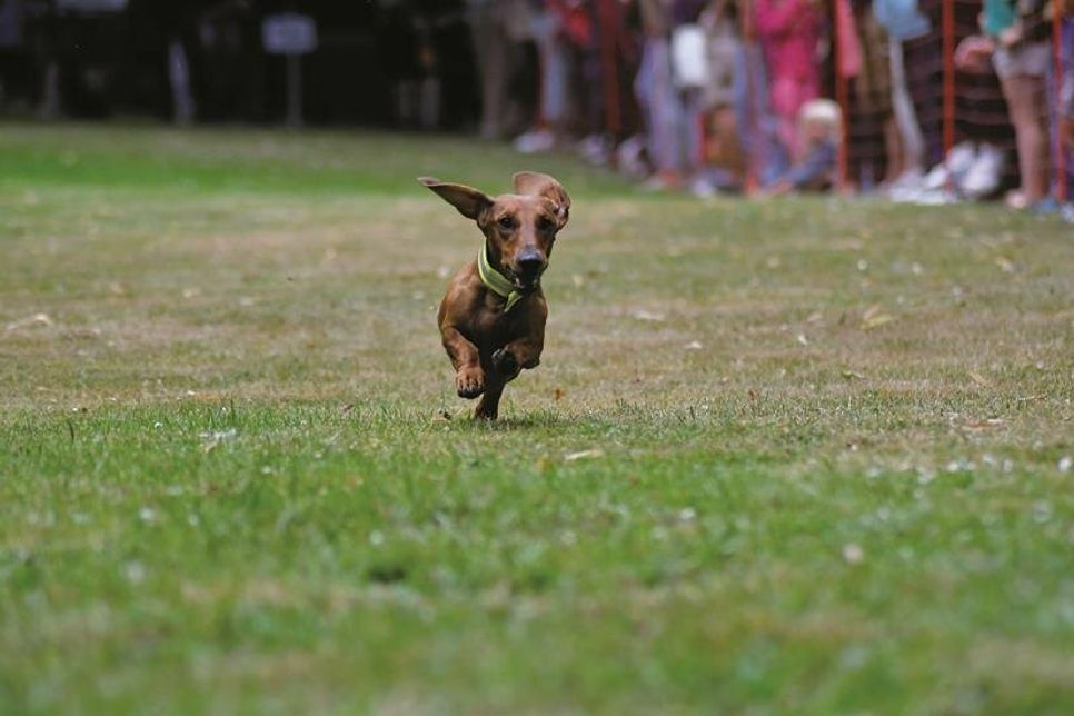 Wer von den Hunden macht das Rennen? Das erfahren die Besucher der Veranstaltung am kommenden Wochenende in Probsteierhagen.