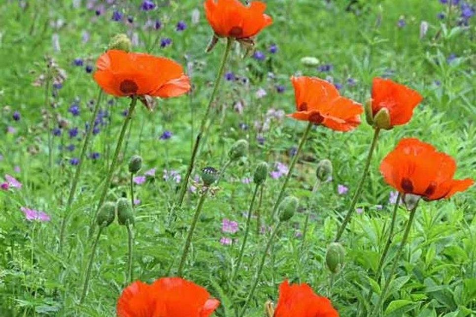 Die imposanten Blüten des orientalischen Mohns heben sich aus einer Fülle von zarten Storchschnabel- und Akeleiblüten.