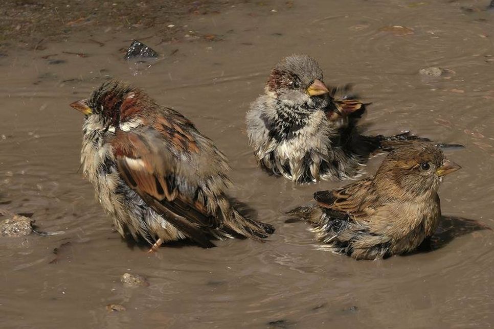 Haussperlinge beim Bad in der Regenpfütze.