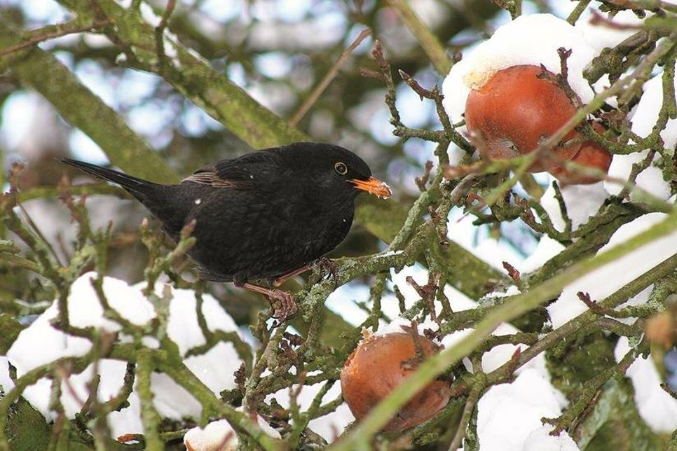 Der Amselhahn pickt an den Winteräpfeln, die noch spät im Jahr am Baum hängen.