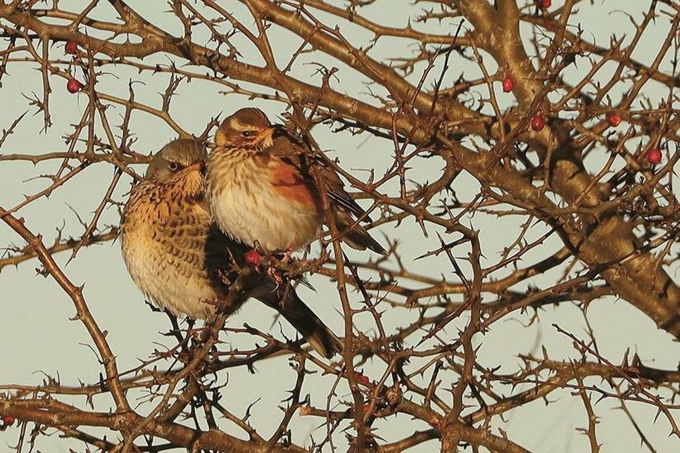 Wacholderdrosseln im Weißdorn. Die Beeren heimischer Sträucher sind im Winter die Nahrung vieler Vogelarten.