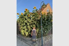 Seit vielen Jahren schickt uns Joachim Stolzenberg aus Süsel ein Foto seiner Riesensonnenblumen samt Tochter Jolina. Fest steht: Beide sind groß geworden! Die Sonnenblume misst circa 3,35 Meter und ist die bislang höchste unter den Sonnenblumen-Leserfotos.