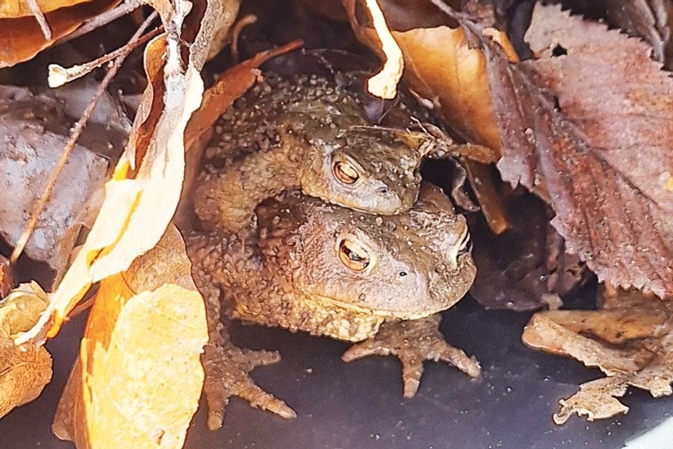 Der Amphibienzaun in der Wohldstraße steht wieder
