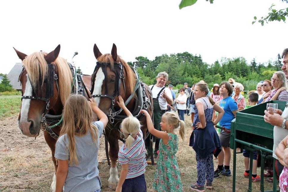 Anfassen erlaubt: Die Pferde waren wieder die Lieblinge der Kinder.