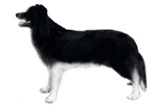 So soll der Vierbeiner des Hundehalter in etwa ausgesehen haben.