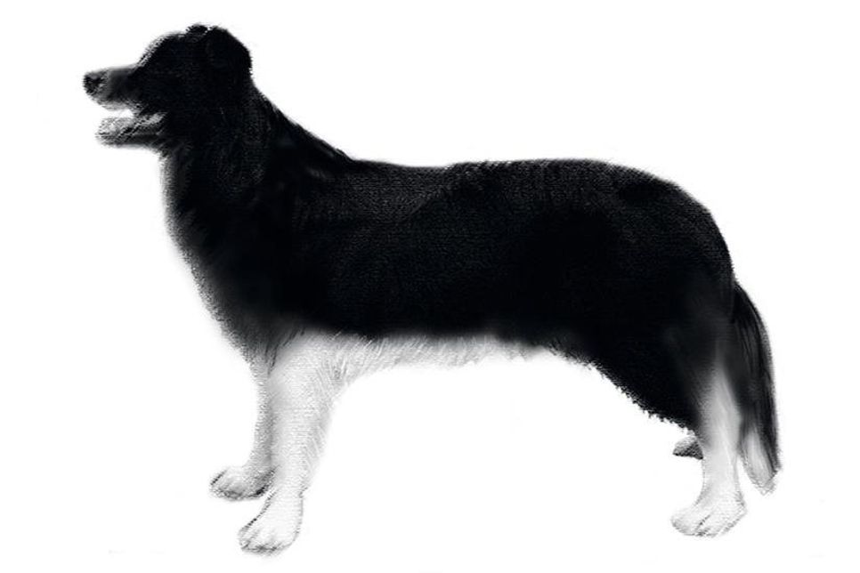 So soll der Vierbeiner des Hundehalter in etwa ausgesehen haben.