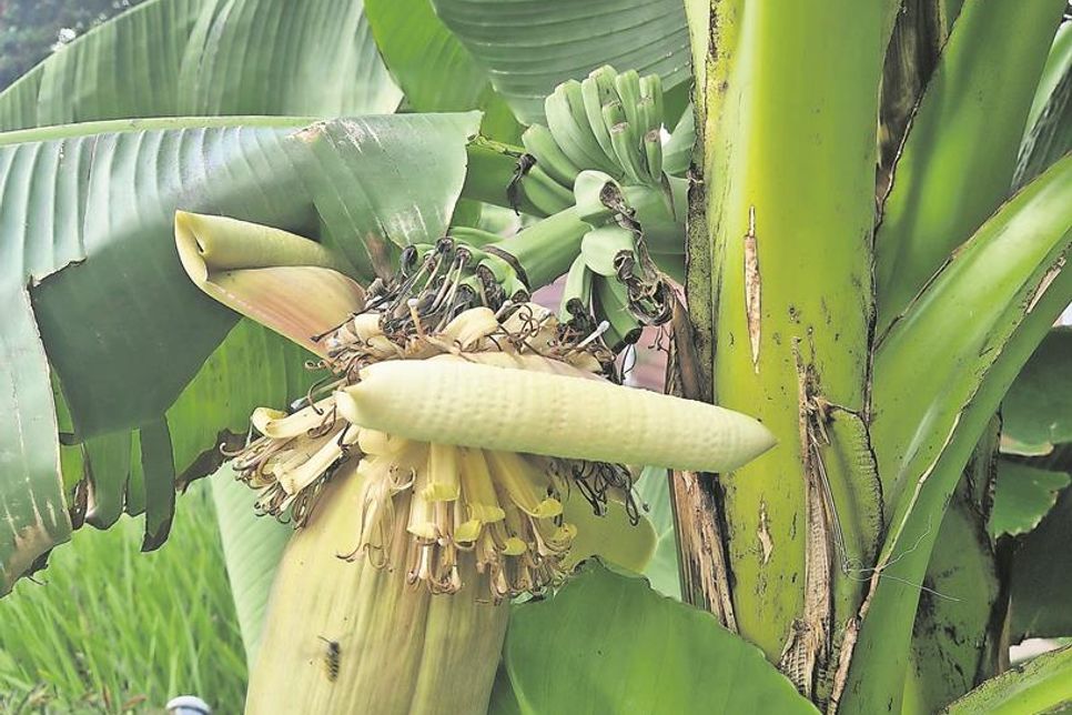 Bananen von Zierbananen sind in der Regel nicht essbar oder kaum genießbar, da sie voller Kerne sind und eher zur Dekoration dienen.