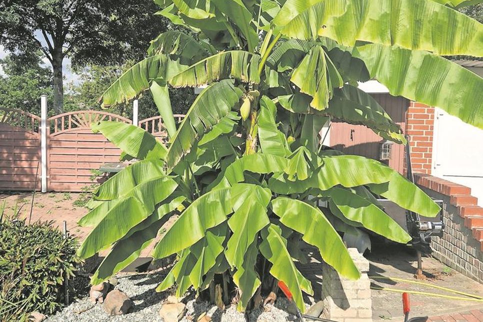 Der Bananenbaum sorgt als Zierpflanze für tropisches Flair in einem Beusloer Garten.
