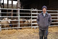 Phil Marschall hat seine Schafe vorübergehend im Stall untergebracht.