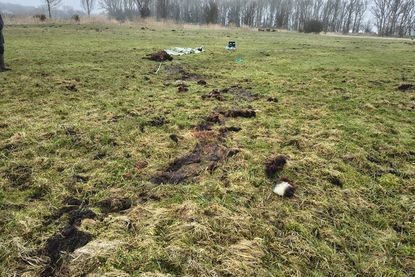 Der Wolf hat das Tier 50 bis 60 Meter mitgezerrt, was sich an den Spuren im Gras gut erkennen lässt.