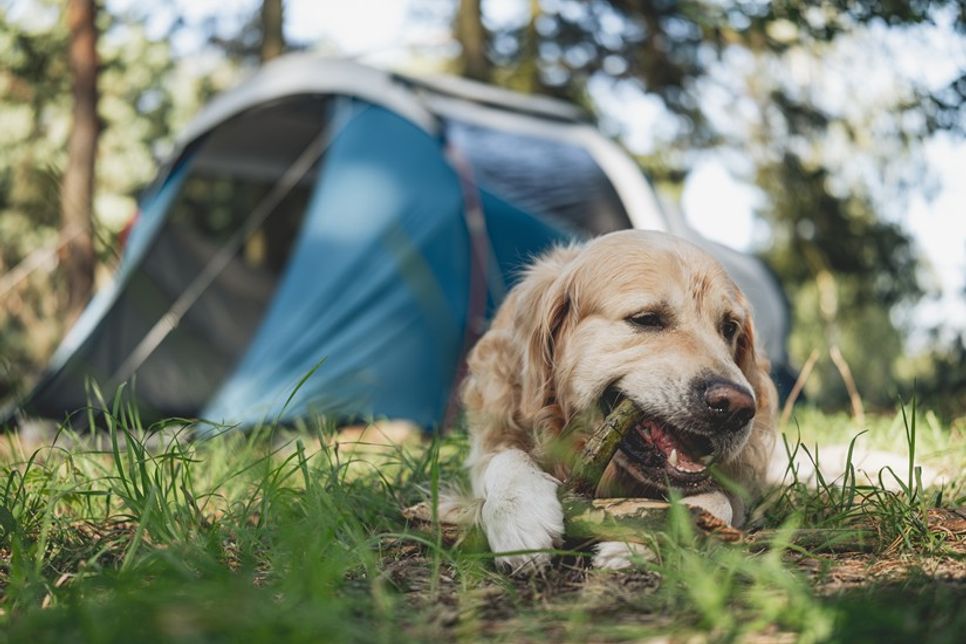 Damit der Campingurlaub für Mensch und Tier gelingt, lohnt sich eine gute Vorbereitung.