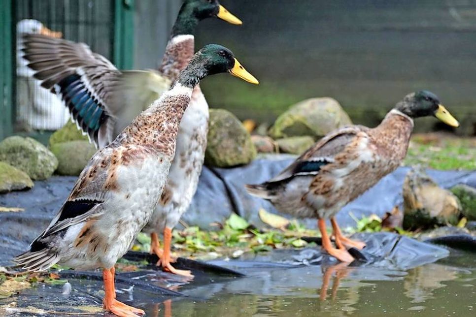 Stolpe. Die zwei Laufentenerpel „Donald“ und „Duffy“ suchen einen neuen Wirkungskreis. Bei Interesse bitte Kontakt zur Tierhilfe Ostholstein (in Liquidation) aufnehmen, Montag bis Samstag von 9 bis 17 Uhr unter Tel. 04561/16267. (red)