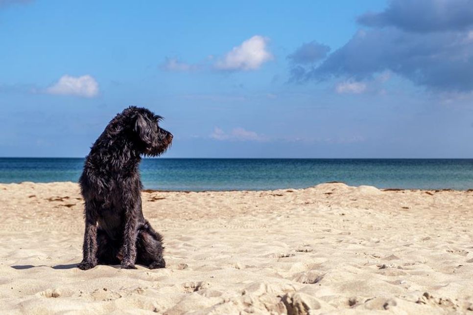 An vielen Küstenorten kommen auch die Fellnasen am Strand auf ihre Kosten.