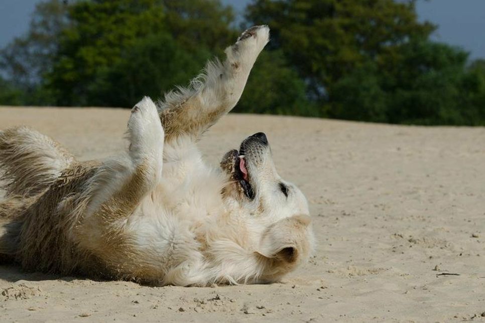 Der Strand ist ein wahres Fitness-Eldorado für den Hund.
