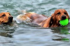 Nicht jeder Hund ist eine Wasserratte. Daher sollte man es unbedingt respektieren, wenn der Hund nicht ins Wasser gehen möchte.