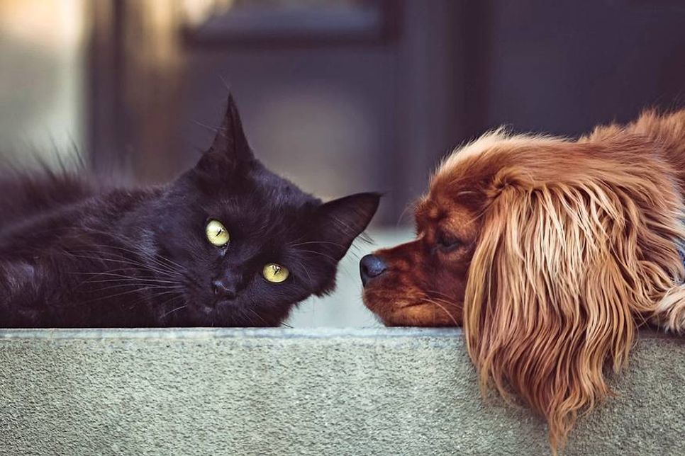 Bei der Zusammenführung von Hund und Katze kommt es entscheidend auf die Kommunikation an.
