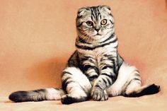 Da hat die Katze doch einfach mal den Staubsauger angeschaltet.